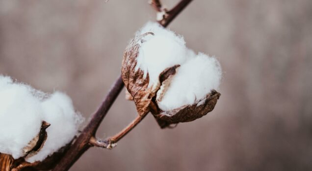 storia del cotone